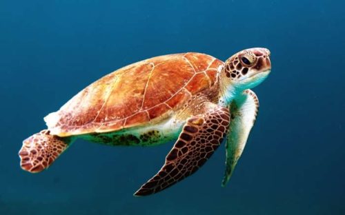 turtle turtle